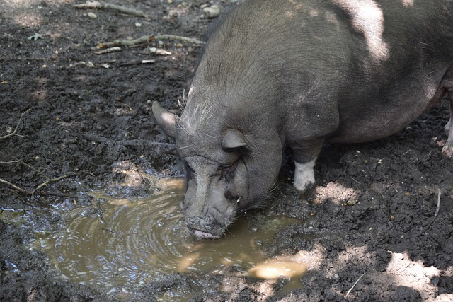 他們在德甲 他們在德甲
